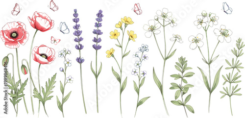 Tableau sur toile Hand drawn wildflower and poppy collection with butterflies, delicate botanical