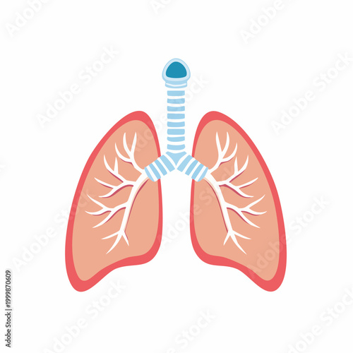 Illustration of Human Lungs and Trachea