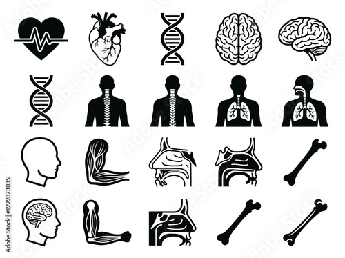 Human Anatomy and Medical Icon Set: Vector Symbols of Heart, Brain, DNA, Lungs, Spine, and Muscular System for Healthcare, Science, and Biological Education