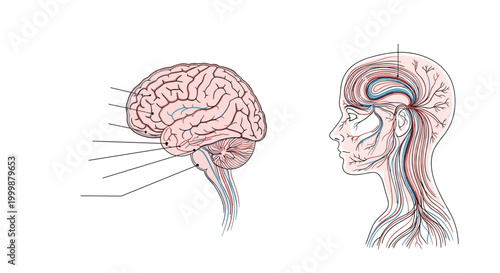 Medical diagram featuring the lateral view of a human brain alongside the neural network within a human head profile.