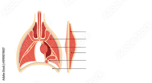 Detailed anatomical cross section showing the internal structure of the human lungs, diaphragm, and thoracic cavity.