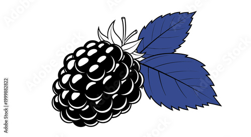 Blackberry Fruit with Blue Leaves, Isolated on White Background, Vector Illustration