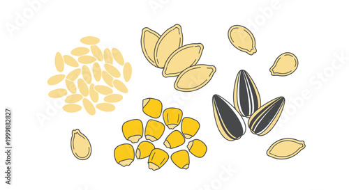 Assorted Seeds: Sunflower, Melon, Corn, and Pumpkin Seeds Isolated on White