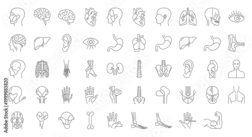 Anatomical Human Body Organs Line Art Medical Health Icons Set