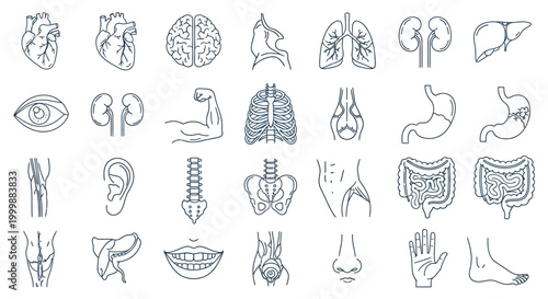 Anatomical Human Body Parts Illustration for Medical Diagram Education