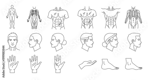 Anatomical Human Body Parts of Men and Women Outlined in Linear Style