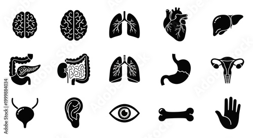Anatomy Icons Illustration of Human Organs Includes Brain Lungs and Heart