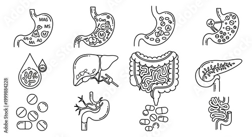 Anatomy Outline Digestive System Organs and Medical Pills Vector Illustration