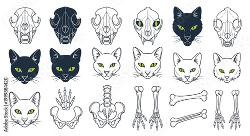 Cat Anatomy Set Illustration with Head Skull and Skeleton Elements