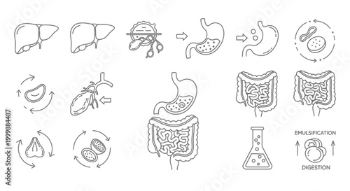 Digestive System Vector Illustration of Human Anatomy for Health Concept
