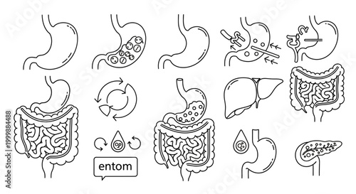 Digestive System Organs Line Art Illustration for Medical Educational Purposes