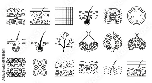 Hair and Skin Anatomy Cross Section Medical Science Illustration Structure Details