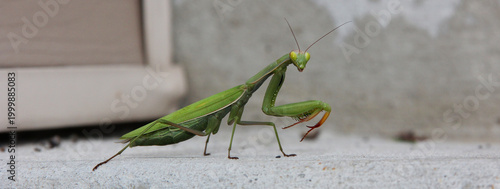 Φωτογραφία green praying mantis