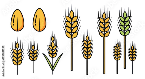 Collection of Wheat Stalks and Grains, Vector Illustration
