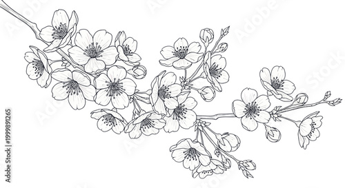 Delicate Cherry Blossom Branch Illustration, Black and White Line Art