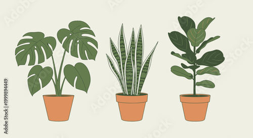 Set of three popular potted houseplants vector illustration