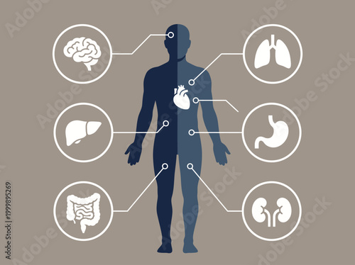 Human Body Anatomy Infographic with Internal Organ Icons - Vector Illustration of Male Silhouette showing Brain, Heart, Lungs, Stomach, Liver, Kidneys, and Intestines