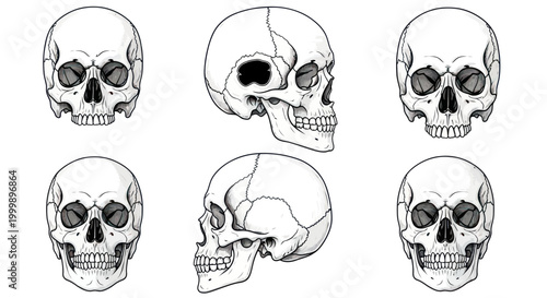 Human Skull Anatomy Illustration - Front and Side Views