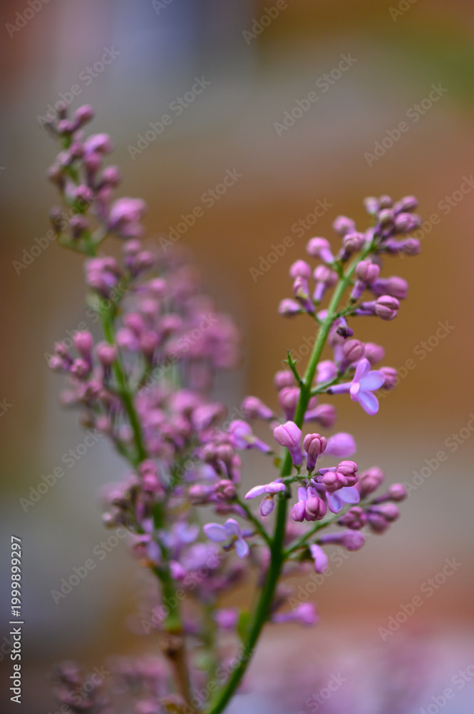 Fototapeta premium Soft Focus Common Lilac Flower Head Against Blurred Green