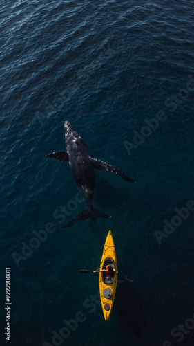 Whale Under Kayak