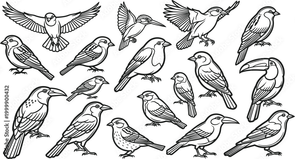 Fototapeta premium Collection of black and white line of various birds in different poses line black and white flying