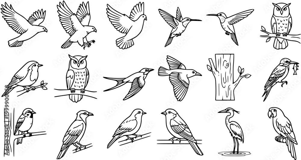 Fototapeta premium Black and White Line Art Vector of Various Bird Species