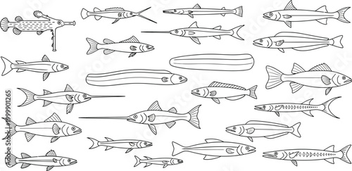 Collection of diverse black and white line of various fish species marine life seafood ocean