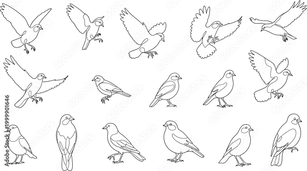 Obraz premium Collection of line of birds in various poses, flying and perched line outline
