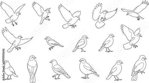 Collection of line of birds in various poses, flying and perched line outline