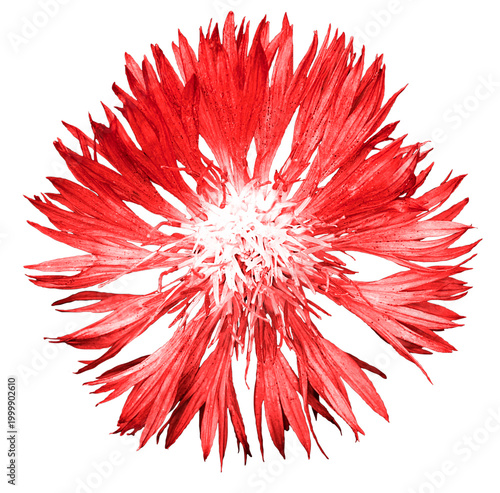 фотографія Red cornflower flower macro photo isolated on transparent background