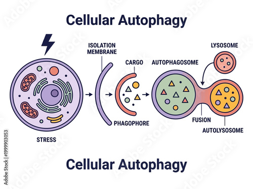 Cellular Autophagy Process Diagram - Scientific Illustration of Autophagosome Formation, Lysosome Fusion, and Intracellular Recycling Mechanism