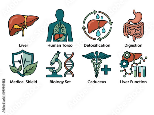 Human Internal Organ Icons and Medical Biology Set featuring Liver, Detoxification, Digestion, DNA, and Microscope Symbols