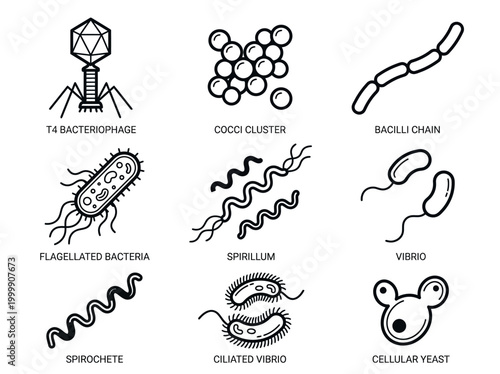 Microbiology Bacteria and Virus Icon Set - Scientific Line Art Diagrams of Bacteriophage, Cocci, Bacilli, and Yeast