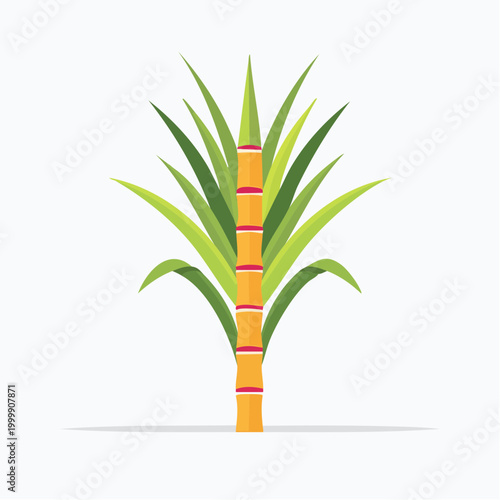 Sugarcane Plant Illustration