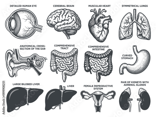 Vintage Style Human Internal Organ Anatomy Illustration Set - Eye, Heart, Brain, Lungs, Liver, Stomach, Kidneys and Reproductive System Engraving Icons