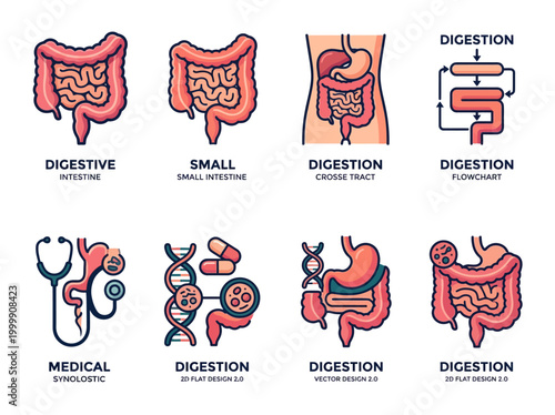 Human Digestive System Icon Set: Stomach, Intestines, Gut Health, and Gastroenterology Medical Vector Illustrations