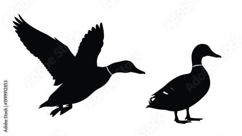 Two ducks depicted in flight and resting a striking silhouette