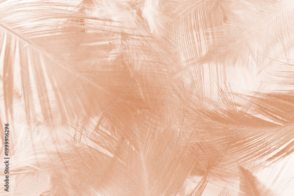Obraz premium Beautiful brown feather texture pattern background