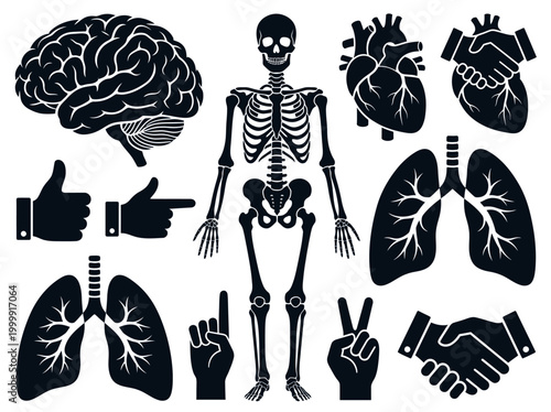 Human Anatomy and Hand Gesture Icon Set - Medical Silhouette Vector Elements with Brain, Heart, Lungs, and Skeleton