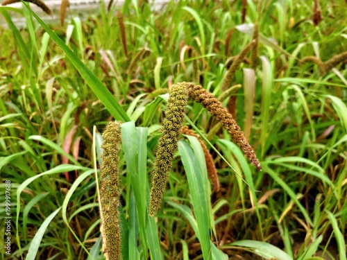 Canvas Print Foxtail millet scientific name Setaria italica (synonym Panicum italicum L