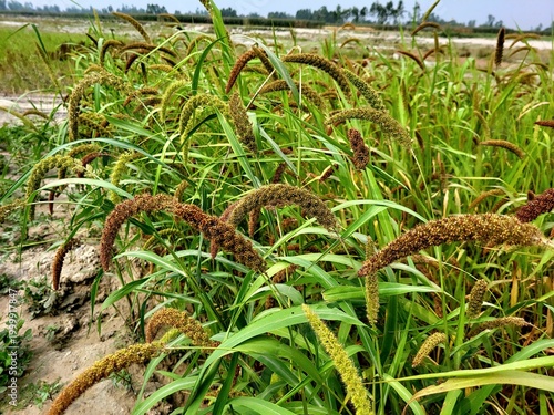 Fotografie Foxtail millet scientific name Setaria italica (synonym Panicum italicum L