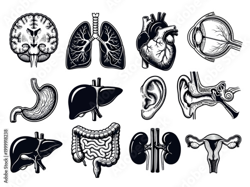 Human Internal Organs Anatomy Icons Set - Vintage Woodcut Engraving Style Illustrations of Brain, Heart, Lungs, Liver, Stomach, Kidneys, Intestines, and Sensory Organs