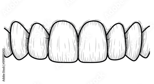 Close-up of Healthy Teeth, Dental Illustration, White Enamel, Line Art Style
