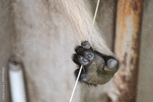 Close-up of Gray Langur hand resembling human gesture and emotion