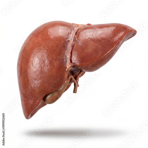 Ultra realistic human liver anatomy with smooth organic texture and detailed structure isolated on white background for medical education and healthcare visualization