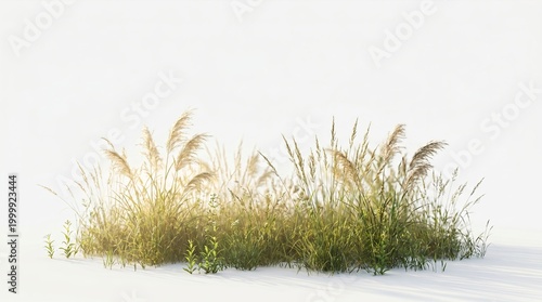 Green grassy plants with tall reeds on ground