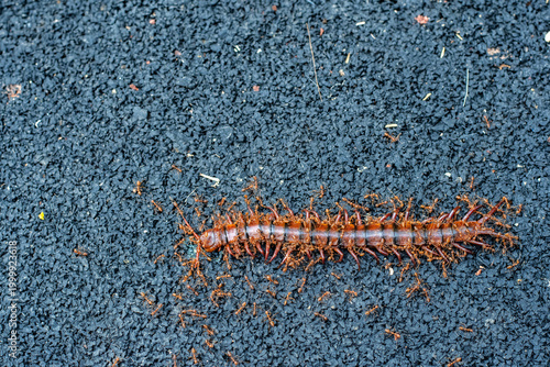 Ants swarming over reddish centipede on rough gravel surface macro close-up
