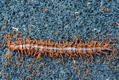 Ants swarming over reddish centipede on rough gravel surface macro close-up