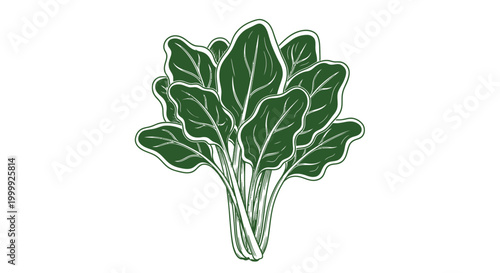 Green leafy vegetable plant closeup.