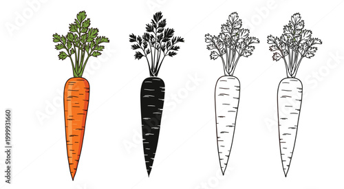 Carrot illustration collection with colored, silhouette and outline styles, hand drawn vegetable set featuring fresh organic root food icons isolated background